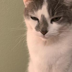 Meet your Posher, Meatball